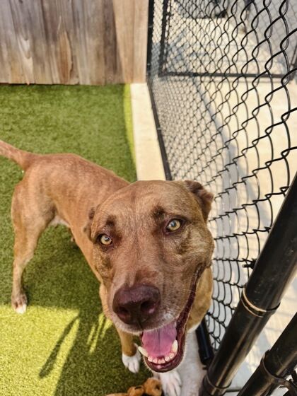 Pet of the Week Gia wants to play